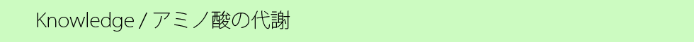 アミノ酸の代謝.png
