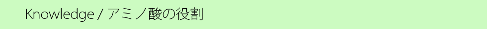 アミノ酸の役割.png